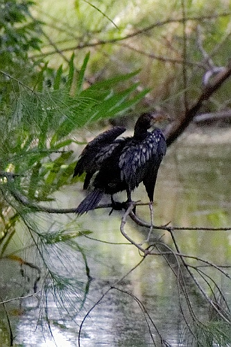 Kenia (557)
